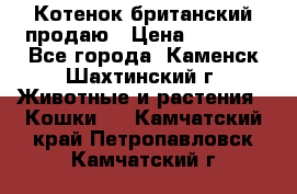 Котенок британский продаю › Цена ­ 3 000 - Все города, Каменск-Шахтинский г. Животные и растения » Кошки   . Камчатский край,Петропавловск-Камчатский г.